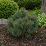 Borovica háčikovitá (Pinus uncinata) ´NANA´ - výška 15-25 cm, ⌀ 20-30 cm, kont. C5L